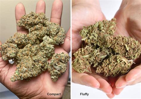 fluffy buds vs dense buds|Avoid airy and loose marijuana buds